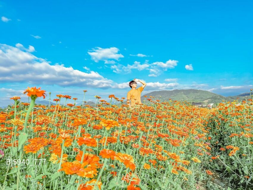 杉林花海