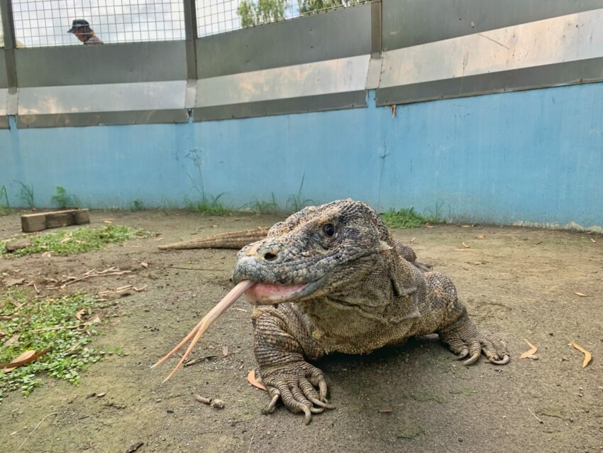 避暑景點 台南親子景點｜頑皮世界野生動物園攻略，水豚長頸鹿互動、門票優惠、交通停車、必看劇場、遊樂設施資訊攻略 8 2023