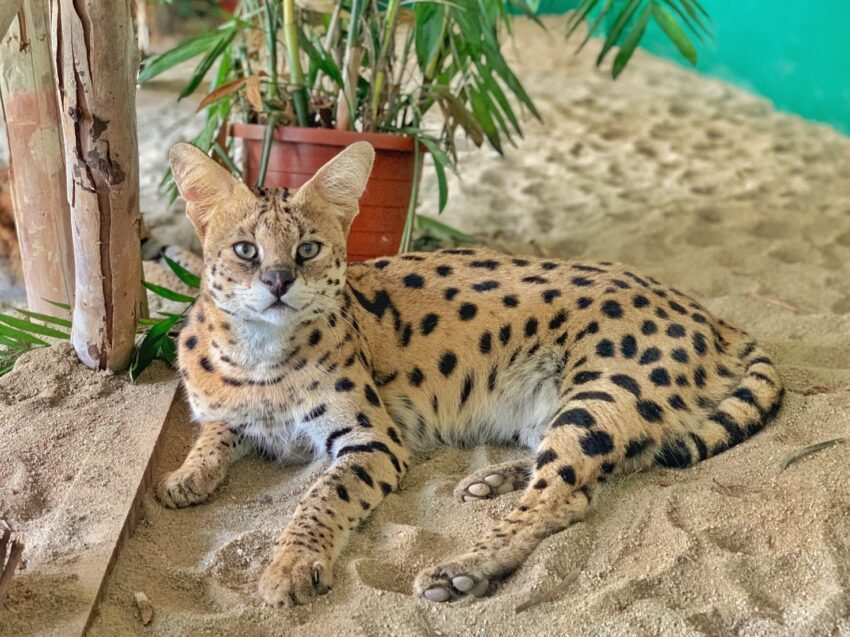 避暑景點 台南親子景點｜頑皮世界野生動物園攻略，水豚長頸鹿互動、門票優惠、交通停車、必看劇場、遊樂設施資訊攻略 9 2023