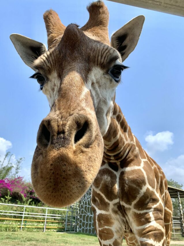 避暑景點 台南親子景點｜頑皮世界野生動物園攻略，水豚長頸鹿互動、門票優惠、交通停車、必看劇場、遊樂設施資訊攻略 11 2023