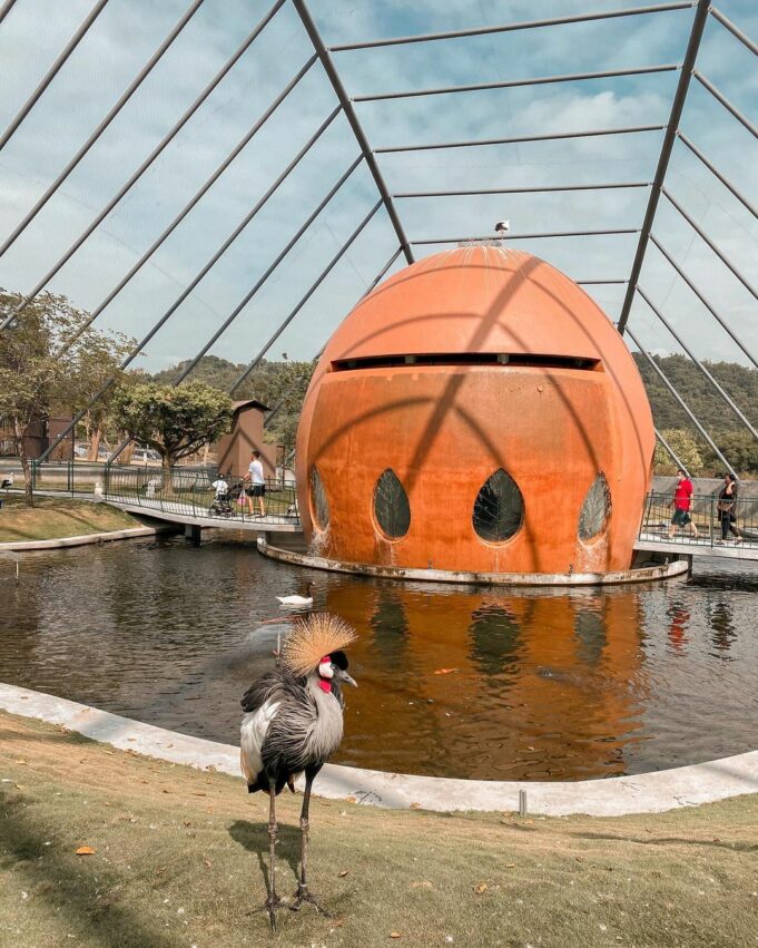 九九峰動物樂園，灰冠鶴、大紅鶴、天鵝等鳥類在大鳥窩裡，自在閒適的漫步，看著遊客還會好奇的向前靠近，完全不怕人的模樣真是太可愛了。