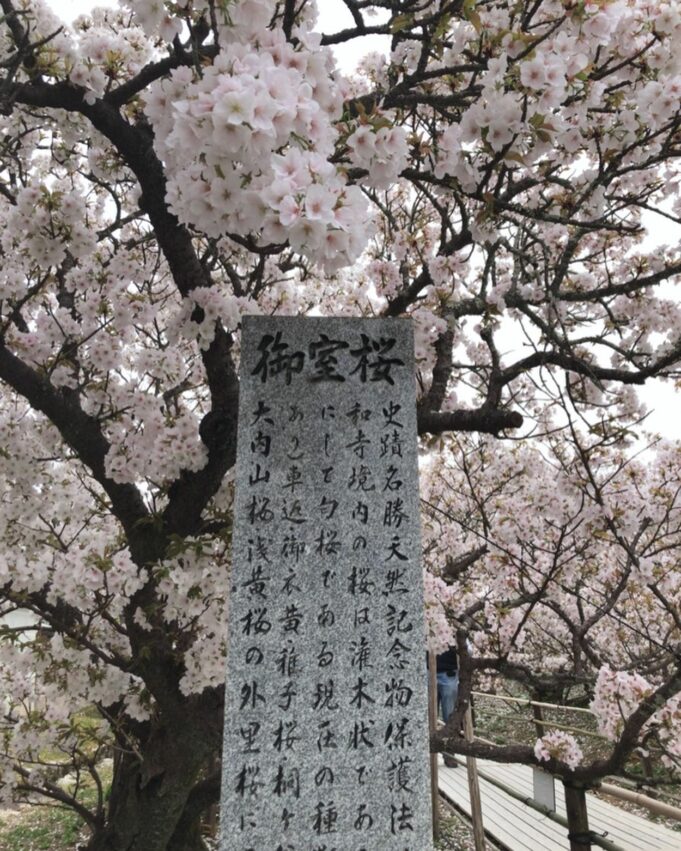 日本櫻花,京都櫻花,京都賞櫻花,京都賞櫻景點,京都櫻花景點,京都櫻花開花,京都櫻花季