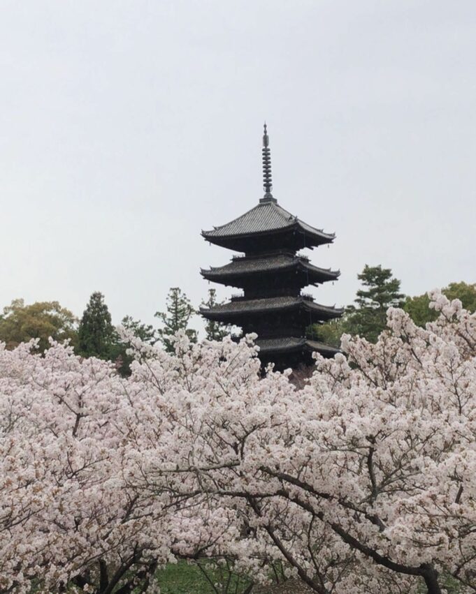 日本櫻花,京都櫻花,京都賞櫻花,京都賞櫻景點,京都櫻花景點,京都櫻花開花,京都櫻花季