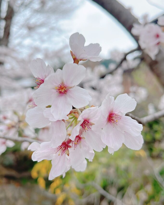 日本櫻花,京都櫻花,京都賞櫻花,京都賞櫻景點,京都櫻花景點,京都櫻花開花,京都櫻花季