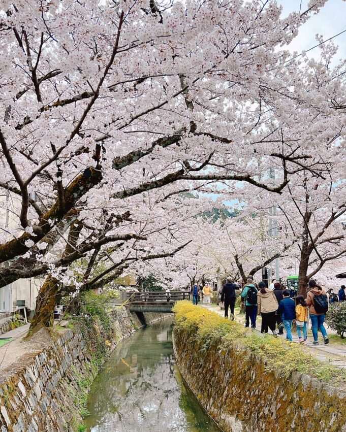 日本櫻花,京都櫻花,京都賞櫻花,京都賞櫻景點,京都櫻花景點,京都櫻花開花,京都櫻花季