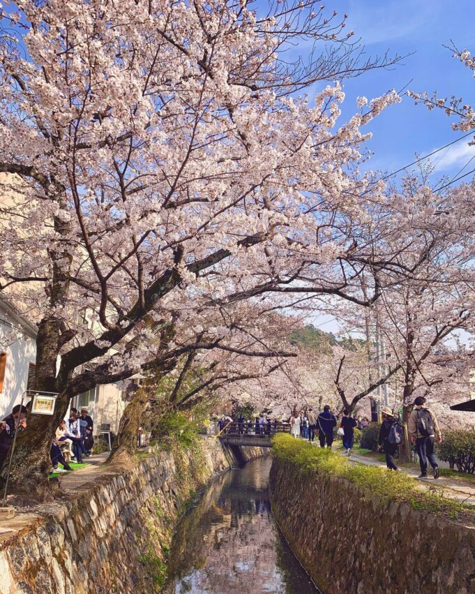 日本櫻花,京都櫻花,京都賞櫻花,京都賞櫻景點,京都櫻花景點,京都櫻花開花,京都櫻花季