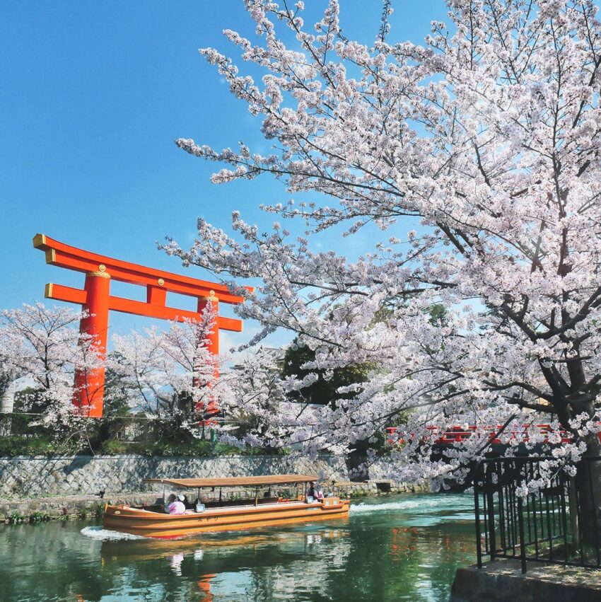 日本櫻花,京都櫻花,京都賞櫻花,京都賞櫻景點,京都櫻花景點,京都櫻花開花,京都櫻花季