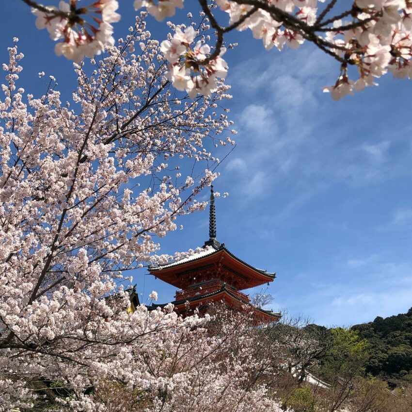 日本櫻花,京都櫻花,京都賞櫻花,京都賞櫻景點,京都櫻花景點,京都櫻花開花,京都櫻花季