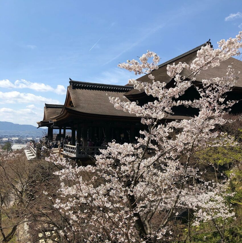 日本櫻花,京都櫻花,京都賞櫻花,京都賞櫻景點,京都櫻花景點,京都櫻花開花,京都櫻花季