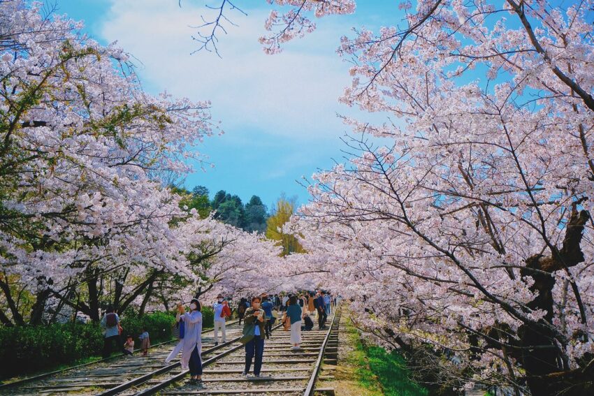 日本櫻花,京都櫻花,京都賞櫻花,京都賞櫻景點,京都櫻花景點,京都櫻花開花,京都櫻花季