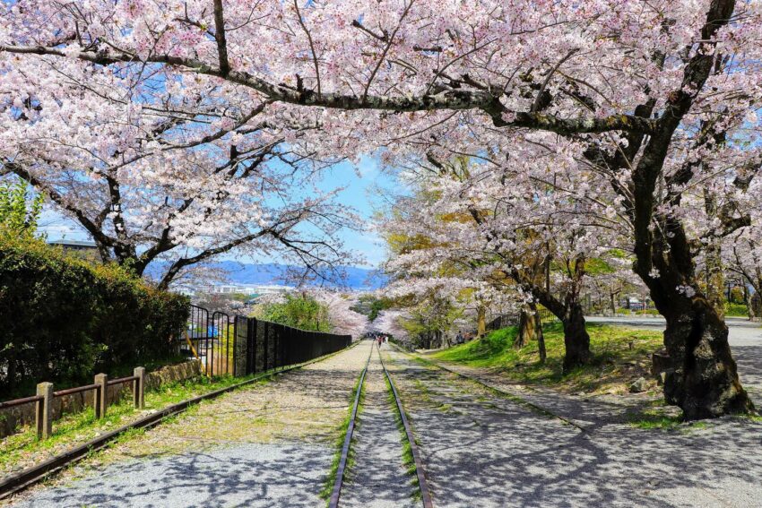 日本櫻花,京都櫻花,京都賞櫻花,京都賞櫻景點,京都櫻花景點,京都櫻花開花,京都櫻花季