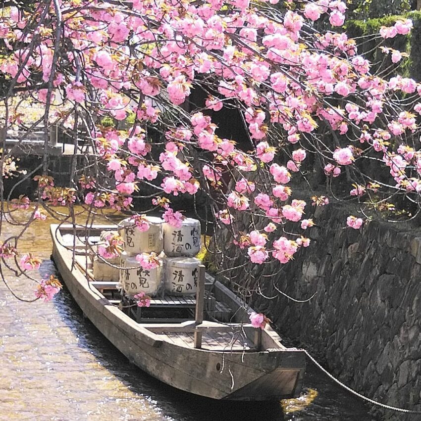 日本櫻花,京都櫻花,京都賞櫻花,京都賞櫻景點,京都櫻花景點,京都櫻花開花,京都櫻花季