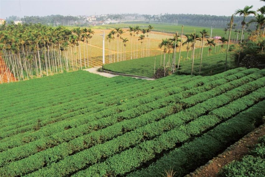 桃園住宿 微笑天梯眺望市區美景、松柏嶺感受茶香，沿著八卦山休閒軸玩南投！ 19 2023