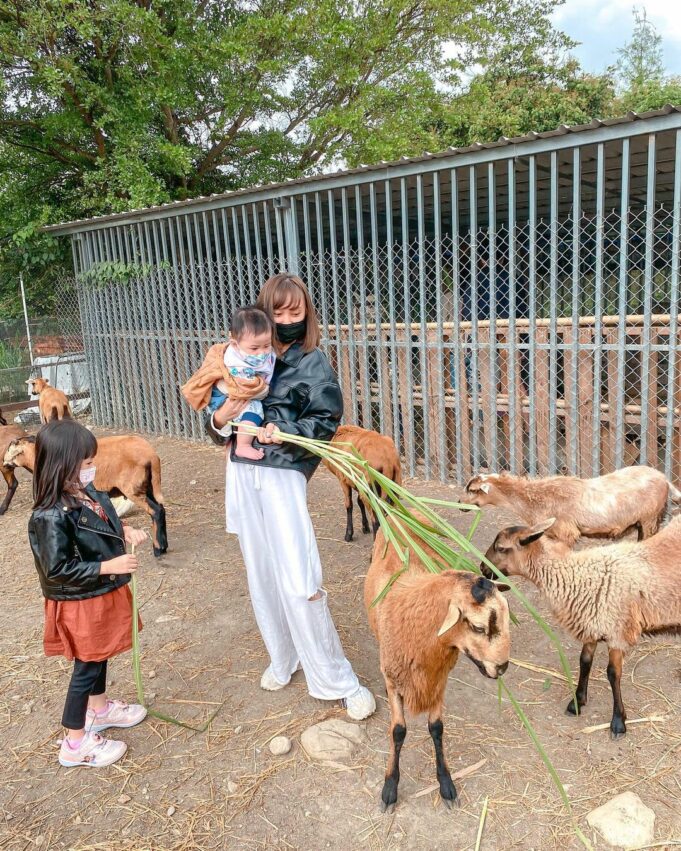 台中景點威爾森的農場，是個可以餵食小動物、用餐、拍照，讓小朋友儘情奔跑遊戲的親子景點，而且不需門票，簡直就是家長們的假日救星。