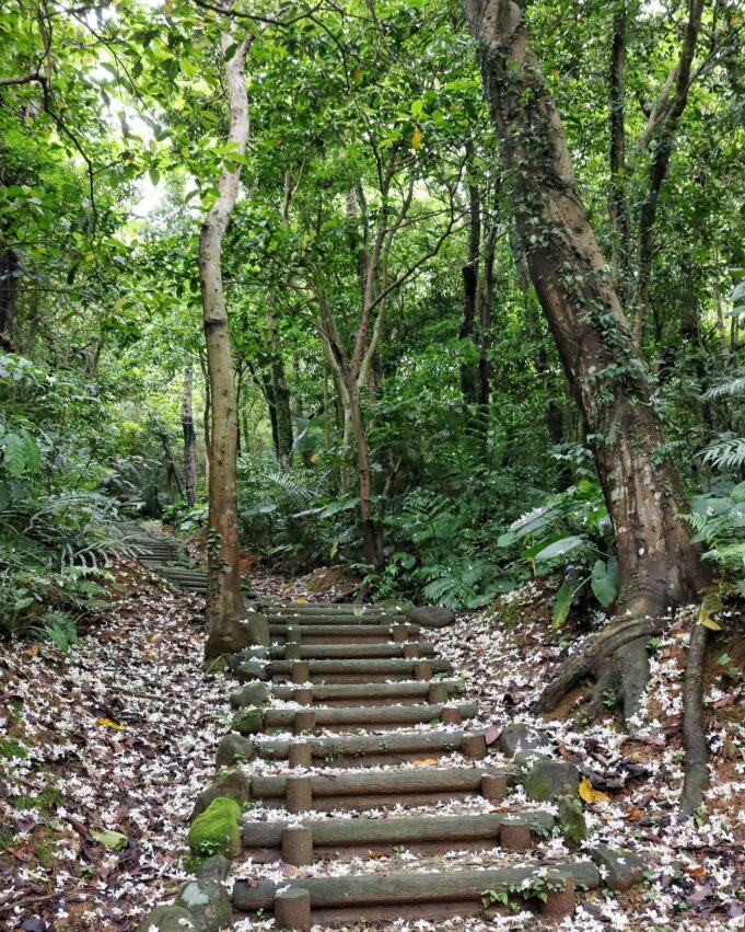 台北賞桐,新北賞桐,台北賞桐景點,新北賞桐景點,桐花景點,賞桐花,桐花季,台北桐花季,新北桐花季,五月雪,油桐花,桐花,土城桐花公園,四腳亭登山步道,三生步道,萬福生態公園,嶺腳寮登山步道,汐止白雲步道,白雲步道,四腳亭,土城桐花,萬福公園,嶺腳寮,桐花公園,賞桐步道,賞桐景點,新北客家桐花季,客家桐花季,