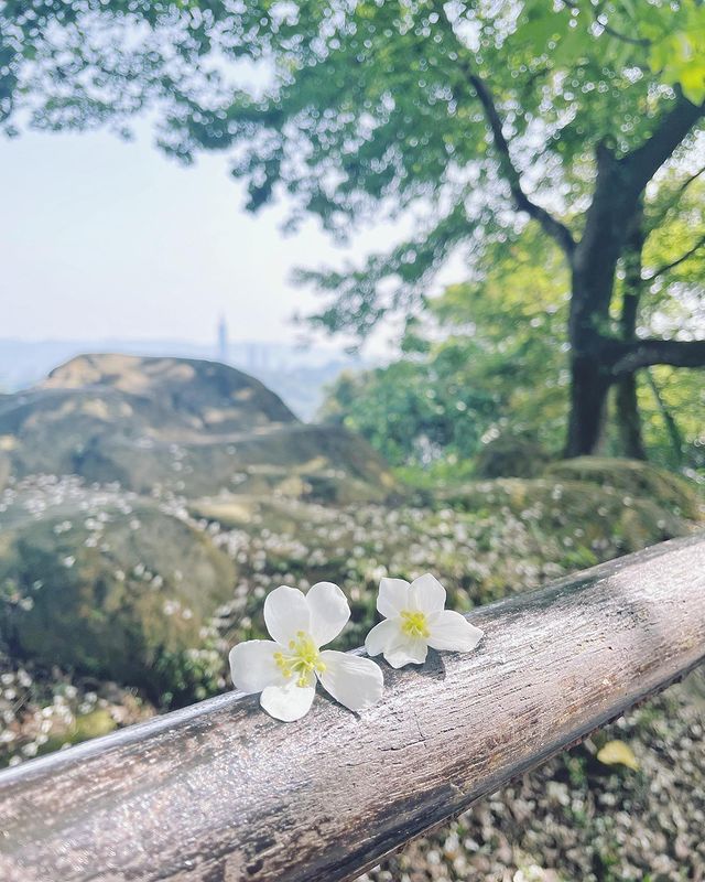 油桐花,油桐花季,全台油桐花,油桐花景點,北部油桐花,中部油桐花,苗栗油桐花,南部油桐花,東部油桐花,台北油桐花,桃園油桐花,新竹油桐花,南投油桐花,嘉義油桐花,台中油桐花,彰化油桐花,雲林油桐花,台南油桐花,台東油桐花,花蓮油桐花,宜蘭油桐花