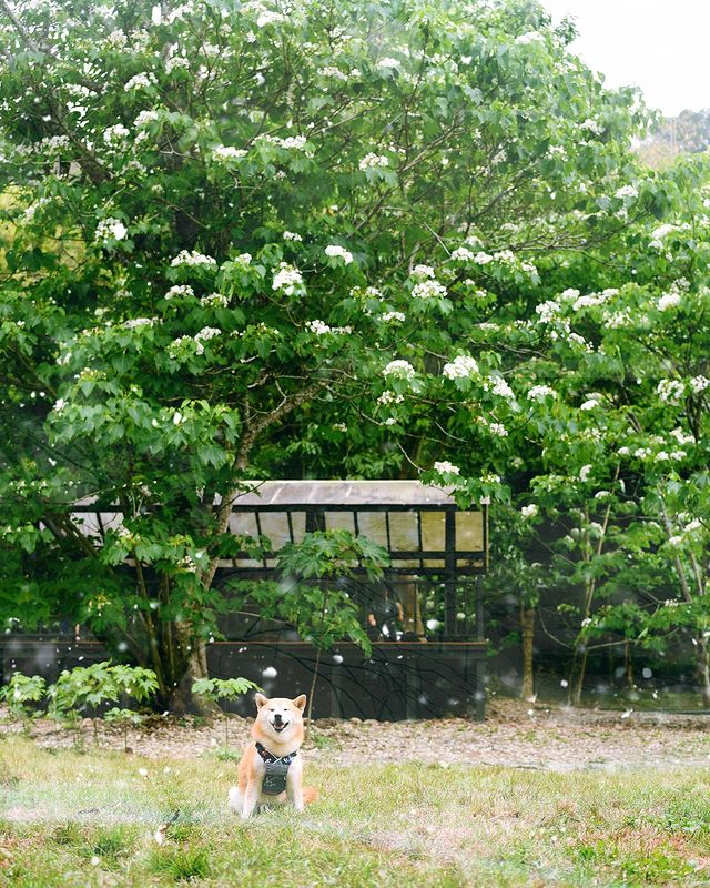 油桐花,油桐花季,全台油桐花,油桐花景點,北部油桐花,中部油桐花,苗栗油桐花,南部油桐花,東部油桐花,台北油桐花,桃園油桐花,新竹油桐花,南投油桐花,嘉義油桐花,台中油桐花,彰化油桐花,雲林油桐花,台南油桐花,台東油桐花,花蓮油桐花,宜蘭油桐花