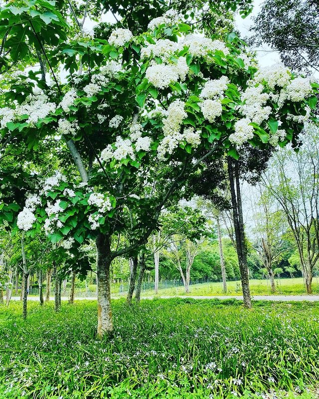 暨南大學,油桐花景點