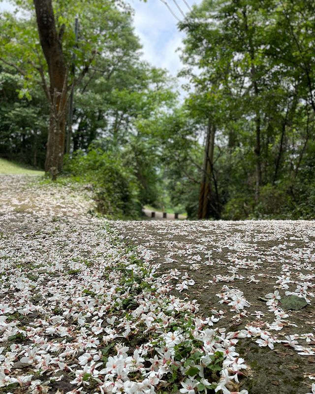 油桐花,油桐花季,全台油桐花,油桐花景點,北部油桐花,中部油桐花,苗栗油桐花,南部油桐花,東部油桐花,台北油桐花,桃園油桐花,新竹油桐花,南投油桐花,嘉義油桐花,台中油桐花,彰化油桐花,雲林油桐花,台南油桐花,台東油桐花,花蓮油桐花,宜蘭油桐花