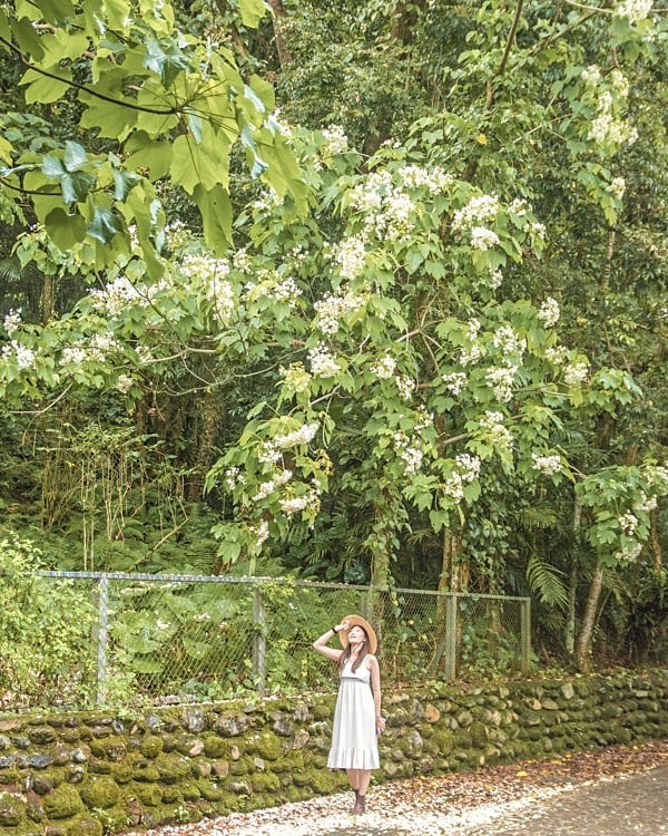 油桐花,油桐花季,全台油桐花,油桐花景點,北部油桐花,中部油桐花,苗栗油桐花,南部油桐花,東部油桐花,台北油桐花,桃園油桐花,新竹油桐花,南投油桐花,嘉義油桐花,台中油桐花,彰化油桐花,雲林油桐花,台南油桐花,台東油桐花,花蓮油桐花,宜蘭油桐花