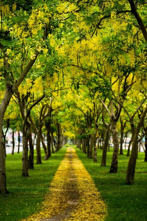 全台阿勃勒景點 世貿路