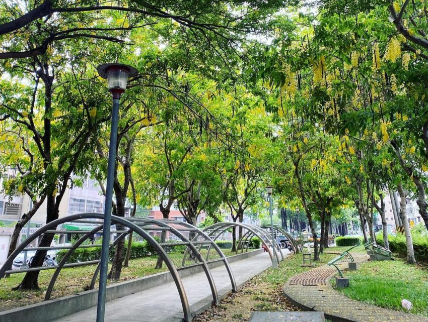 全台阿勃勒景點 中興大學綠園道