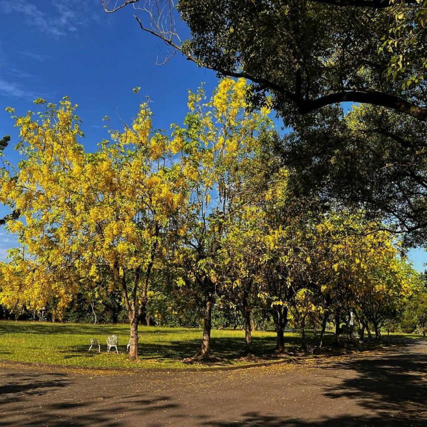 全台阿勃勒景點 中興新村