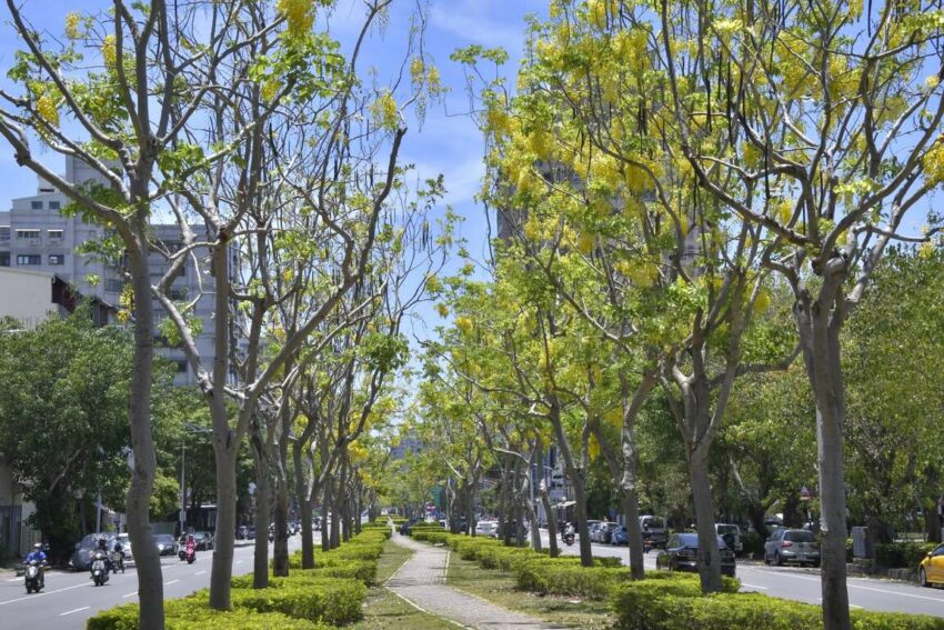 全台阿勃勒景點 九如四路阿勃勒