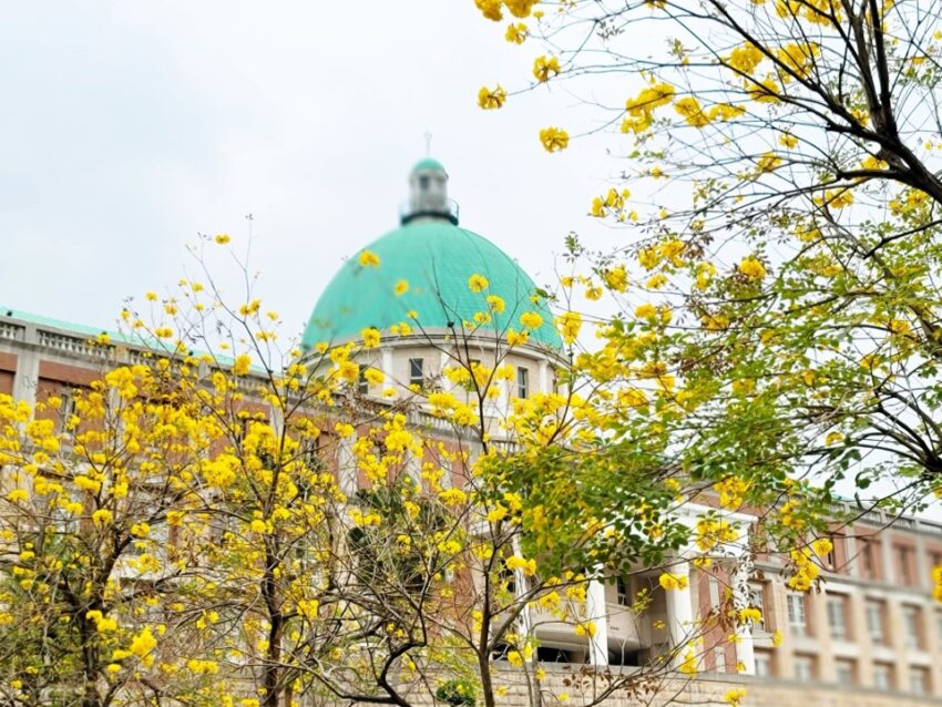 全台阿勃勒景點 亞洲大學