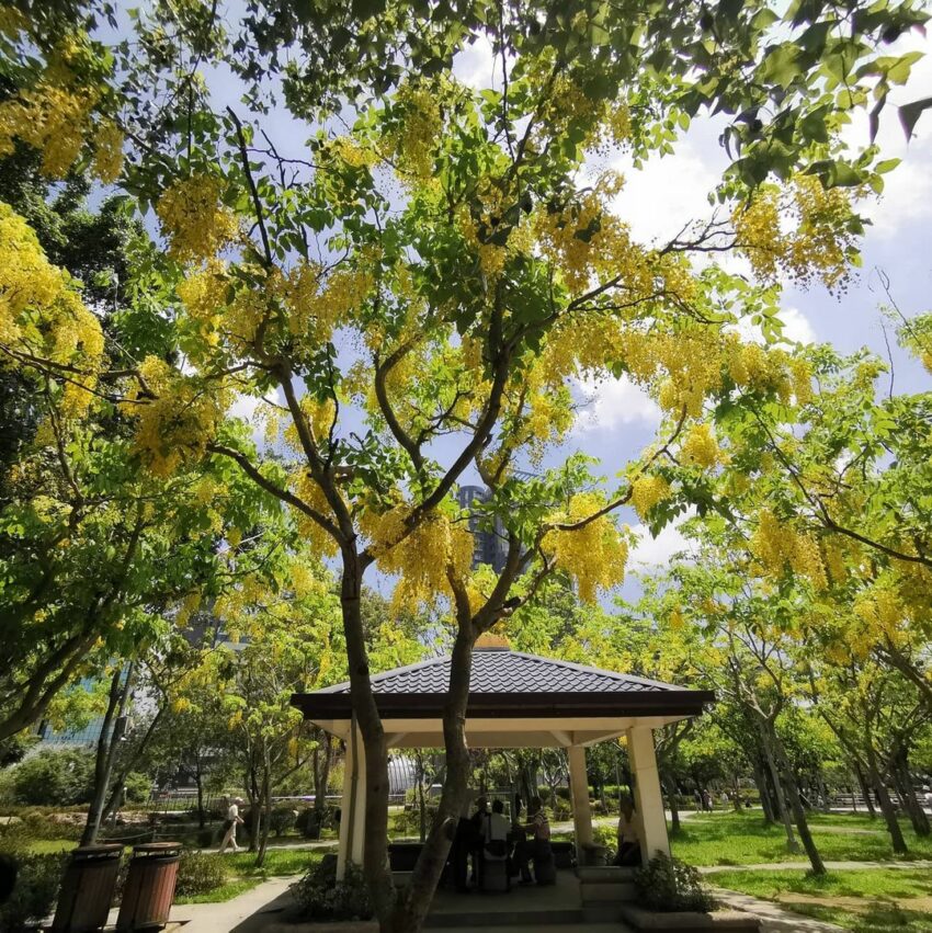 全台阿勃勒景點 大安森林公園