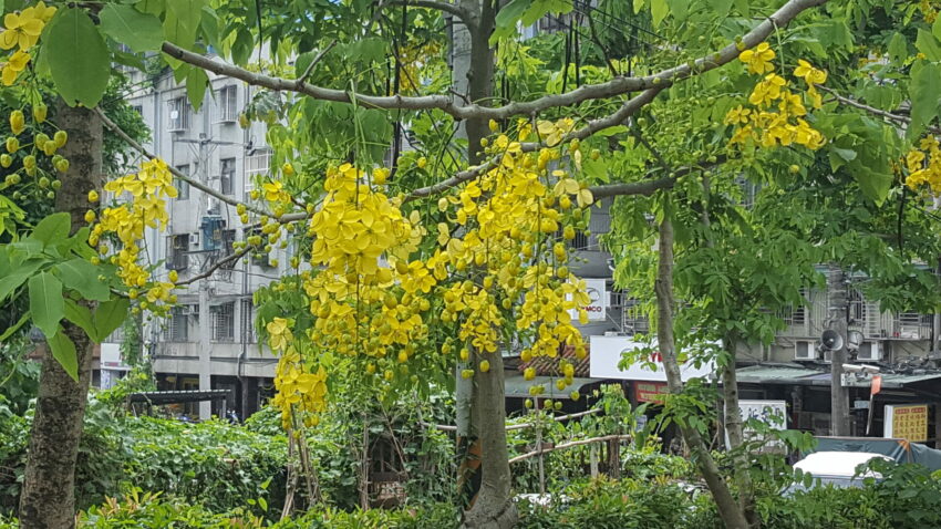 全台阿勃勒景點 永和仁愛公園