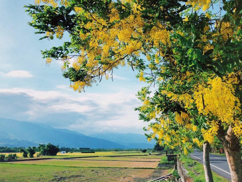 全台阿勃勒景點 花蓮193縣道