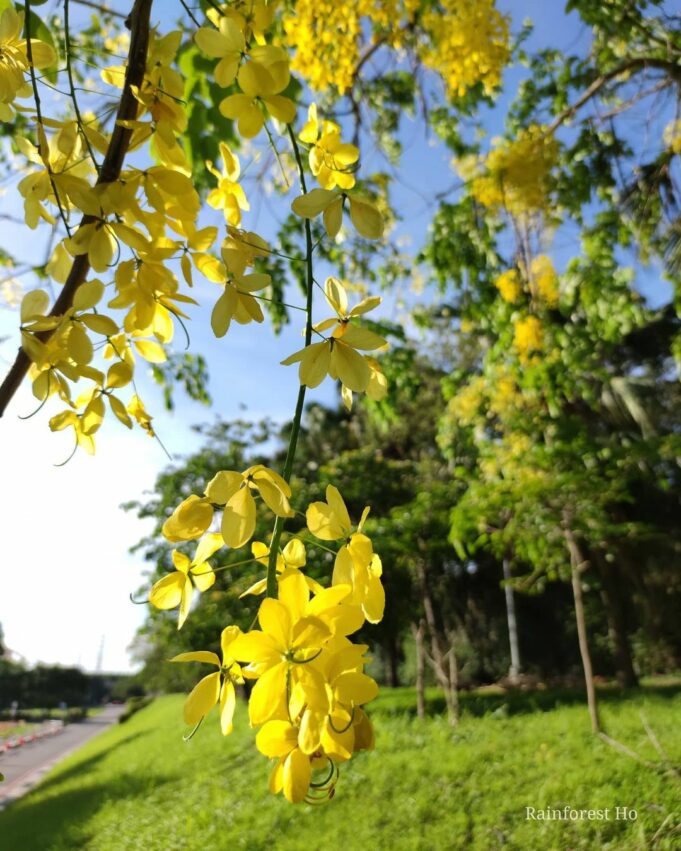 全台阿勃勒景點 華中橋河濱公園