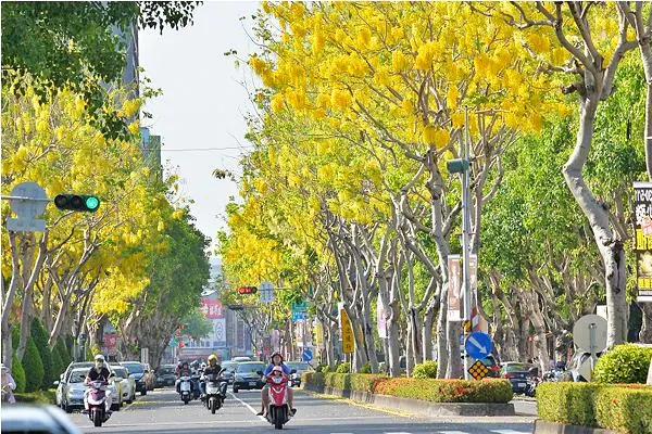 全台阿勃勒景點 高雄市文化中心