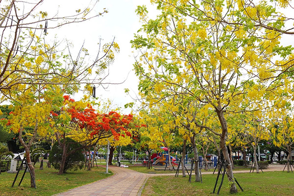 全台阿勃勒景點 千禧公園