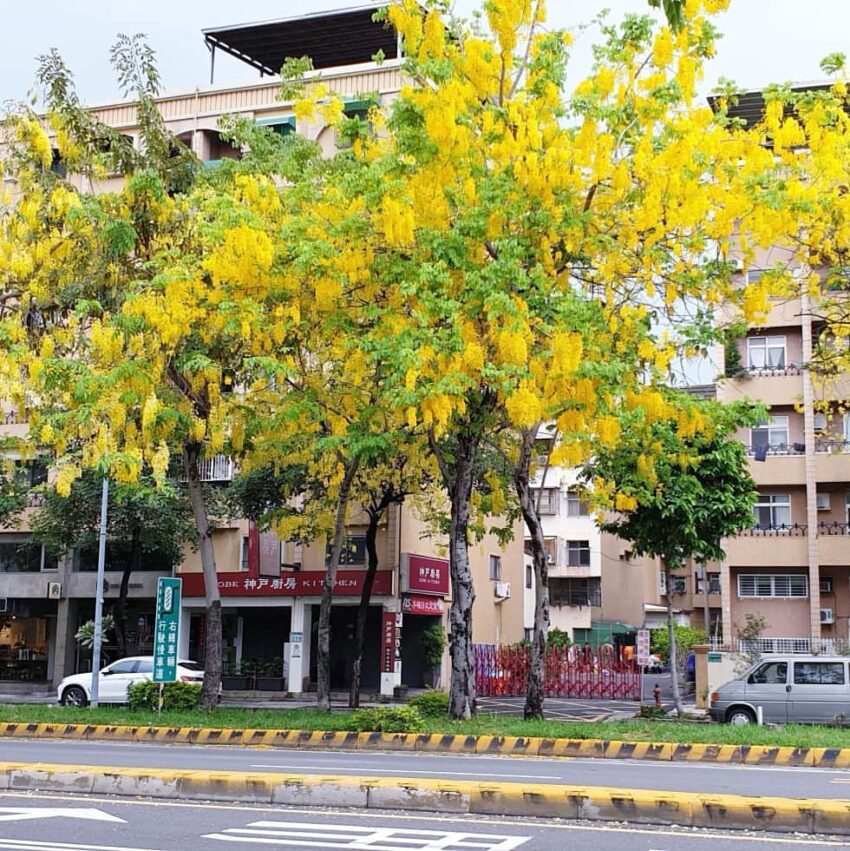 台南阿勃勒 東豐路黃金隧道,阿勃勒,阿勃勒花期, 阿勃勒花, 台南阿勃勒, 豬腸豆, 阿勃勒花季, 阿勒勃, 阿勃勒種子, 阿ㄅㄛˊ勒, 黃花風鈴木阿勃勒, 阿勃勒樹, 阿勃勒功效, 台南阿勃勒花季2023, 阿勃勒台南, 阿勃勒黃花風鈴木, 阿勃勒葉子, 阿勃勒豆莢, 台湾赤楠, 阿勃勒景點, 台南阿勃勒景點, 阿勃勒風鈴木差別, 阿勃勒花期多久, 阿勃勒用途, 阿勃勒開花, 黃金阿勃勒, 台南阿勃勒花季, 虎頭埤阿勃勒花季, 黃金雨樹, 阿勃勒花海, 勃勒, 阿勃勒台南2023, 阿勃勒2023, 阿勃勒風鈴木, 阿勃勒開花季節, 臘腸樹阿勃勒, 北部阿勃勒, 阿勃勒花季2023, 阿勃勒黃金雨, 阿ㄅㄛˊ勒種子, 阿勃勒的花, 黃花風鈴木阿勃勒差異, 阿勃勒萃取物功效, 阿勃勒黃花風鈴木差別, 風鈴木阿勃勒, 黃金阿勃勒花道, 阿勃勒果莢, 阿勃勒果實裝飾, 黃金雨花, 阿勃勒黃花風鈴木差異, 2023阿勃勒花期, 阿勃勒的種子, 黃金風鈴木阿勃勒, 阿脖, 阿勃勒壽命, 阿勃勒賞花, 植物阿勃勒, 阿羅勒花, 黃花風鈴木阿勃勒差別, 阿勃勒樹葉, 阿勃勒皂,