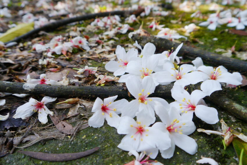 苗栗油桐花 劍潭古道,油桐花,油桐花季,全台油桐花,油桐花景點,北部油桐花,中部油桐花,苗栗油桐花,南部油桐花,東部油桐花,台北油桐花,桃園油桐花,新竹油桐花,南投油桐花,嘉義油桐花,台中油桐花,彰化油桐花,雲林油桐花,台南油桐花,台東油桐花,花蓮油桐花,宜蘭油桐花,苗栗油桐花,苗栗桐花,頭份油桐花,三灣油桐花,南庄油桐花,造橋油桐花,頭屋油桐花,獅潭油桐花,公館油桐花,三義油桐花,銅鑼油桐花