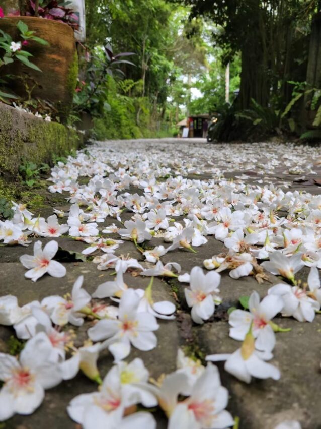 苗栗油桐花 卓也小屋,油桐花,油桐花季,全台油桐花,油桐花景點,北部油桐花,中部油桐花,苗栗油桐花,南部油桐花,東部油桐花,台北油桐花,桃園油桐花,新竹油桐花,南投油桐花,嘉義油桐花,台中油桐花,彰化油桐花,雲林油桐花,台南油桐花,台東油桐花,花蓮油桐花,宜蘭油桐花,苗栗油桐花,苗栗桐花,頭份油桐花,三灣油桐花,南庄油桐花,造橋油桐花,頭屋油桐花,獅潭油桐花,公館油桐花,三義油桐花,銅鑼油桐花