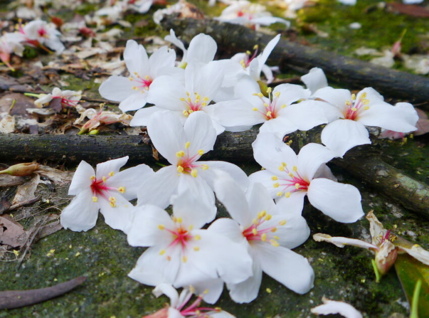 苗栗油桐花 夢幻桐花步道,油桐花,油桐花季,全台油桐花,油桐花景點,北部油桐花,中部油桐花,苗栗油桐花,南部油桐花,東部油桐花,台北油桐花,桃園油桐花,新竹油桐花,南投油桐花,嘉義油桐花,台中油桐花,彰化油桐花,雲林油桐花,台南油桐花,台東油桐花,花蓮油桐花,宜蘭油桐花,苗栗油桐花,苗栗桐花,頭份油桐花,三灣油桐花,南庄油桐花,造橋油桐花,頭屋油桐花,獅潭油桐花,公館油桐花,三義油桐花,銅鑼油桐花