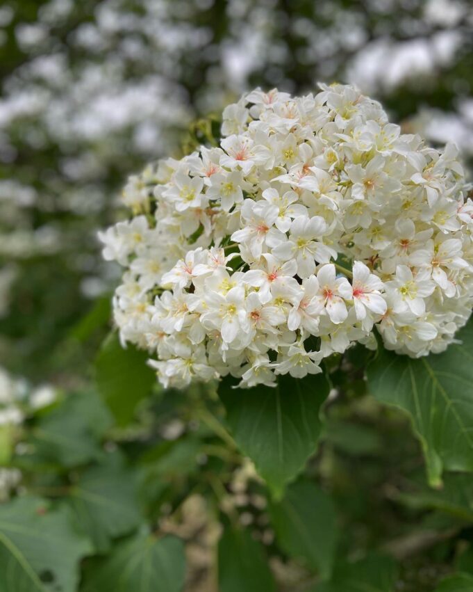 苗栗油桐花 姜太公中部道場,油桐花,油桐花季,全台油桐花,油桐花景點,北部油桐花,中部油桐花,苗栗油桐花,南部油桐花,東部油桐花,台北油桐花,桃園油桐花,新竹油桐花,南投油桐花,嘉義油桐花,台中油桐花,彰化油桐花,雲林油桐花,台南油桐花,台東油桐花,花蓮油桐花,宜蘭油桐花,苗栗油桐花,苗栗桐花,頭份油桐花,三灣油桐花,南庄油桐花,造橋油桐花,頭屋油桐花,獅潭油桐花,公館油桐花,三義油桐花,銅鑼油桐花