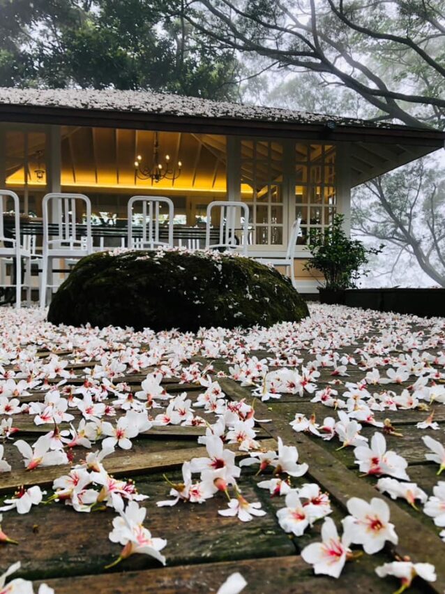 苗栗油桐花 油桐花坊,油桐花,油桐花季,全台油桐花,油桐花景點,北部油桐花,中部油桐花,苗栗油桐花,南部油桐花,東部油桐花,台北油桐花,桃園油桐花,新竹油桐花,南投油桐花,嘉義油桐花,台中油桐花,彰化油桐花,雲林油桐花,台南油桐花,台東油桐花,花蓮油桐花,宜蘭油桐花,苗栗油桐花,苗栗桐花,頭份油桐花,三灣油桐花,南庄油桐花,造橋油桐花,頭屋油桐花,獅潭油桐花,公館油桐花,三義油桐花,銅鑼油桐花