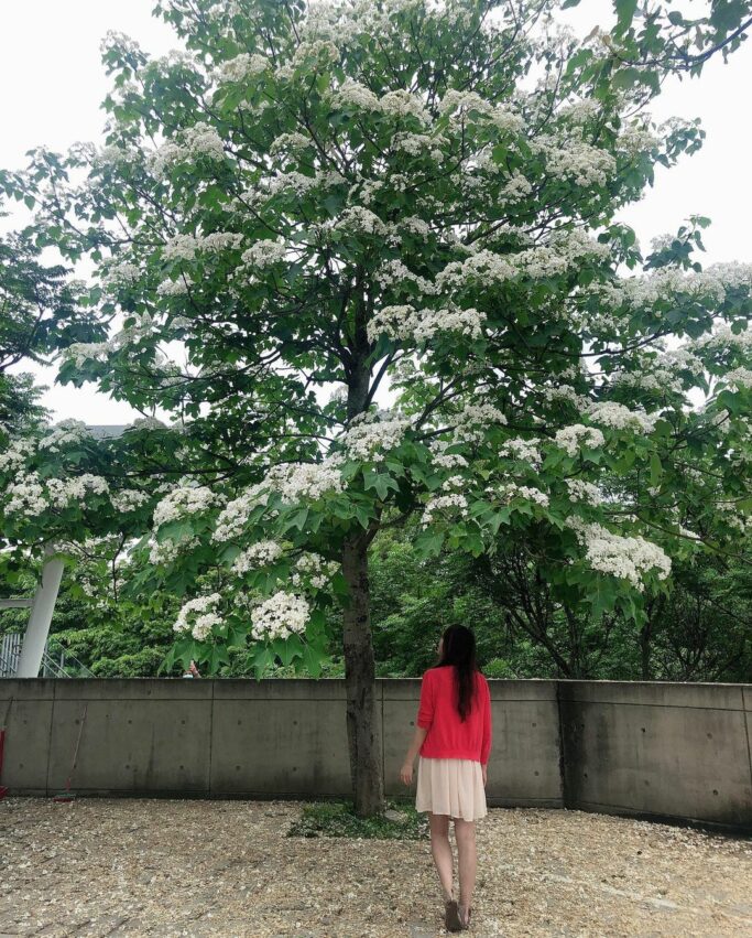 苗栗油桐花 苗栗客家文化園區,油桐花,油桐花季,全台油桐花,油桐花景點,北部油桐花,中部油桐花,苗栗油桐花,南部油桐花,東部油桐花,台北油桐花,桃園油桐花,新竹油桐花,南投油桐花,嘉義油桐花,台中油桐花,彰化油桐花,雲林油桐花,台南油桐花,台東油桐花,花蓮油桐花,宜蘭油桐花,苗栗油桐花,苗栗桐花,頭份油桐花,三灣油桐花,南庄油桐花,造橋油桐花,頭屋油桐花,獅潭油桐花,公館油桐花,三義油桐花,銅鑼油桐花