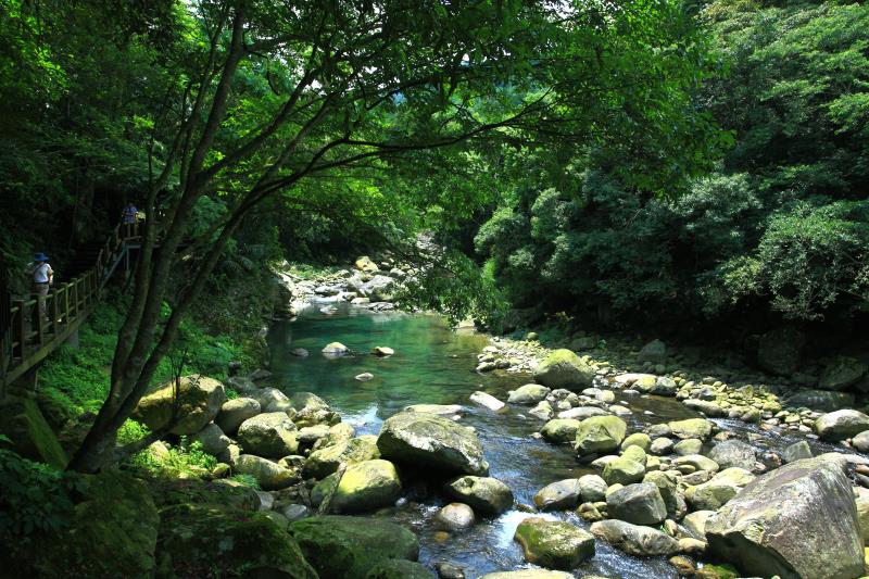 苗栗油桐花 蓬萊溪護魚步道,油桐花,油桐花季,全台油桐花,油桐花景點,北部油桐花,中部油桐花,苗栗油桐花,南部油桐花,東部油桐花,台北油桐花,桃園油桐花,新竹油桐花,南投油桐花,嘉義油桐花,台中油桐花,彰化油桐花,雲林油桐花,台南油桐花,台東油桐花,花蓮油桐花,宜蘭油桐花,苗栗油桐花,苗栗桐花,頭份油桐花,三灣油桐花,南庄油桐花,造橋油桐花,頭屋油桐花,獅潭油桐花,公館油桐花,三義油桐花,銅鑼油桐花