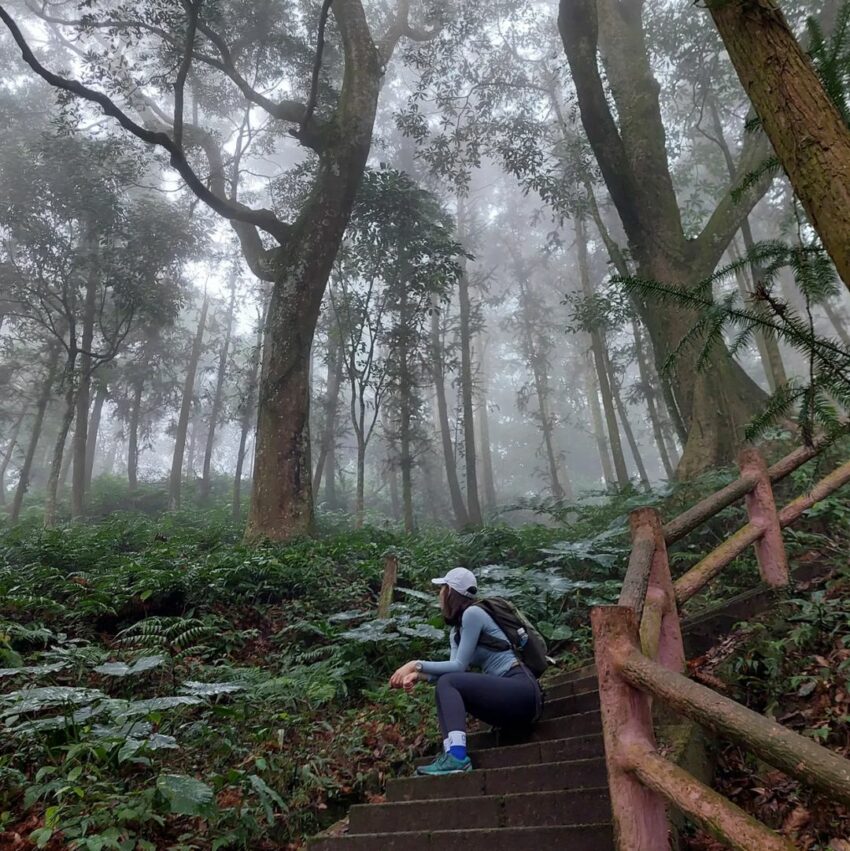 苗栗油桐花 鳴鳳山古道,油桐花,油桐花季,全台油桐花,油桐花景點,北部油桐花,中部油桐花,苗栗油桐花,南部油桐花,東部油桐花,台北油桐花,桃園油桐花,新竹油桐花,南投油桐花,嘉義油桐花,台中油桐花,彰化油桐花,雲林油桐花,台南油桐花,台東油桐花,花蓮油桐花,宜蘭油桐花,苗栗油桐花,苗栗桐花,頭份油桐花,三灣油桐花,南庄油桐花,造橋油桐花,頭屋油桐花,獅潭油桐花,公館油桐花,三義油桐花,銅鑼油桐花