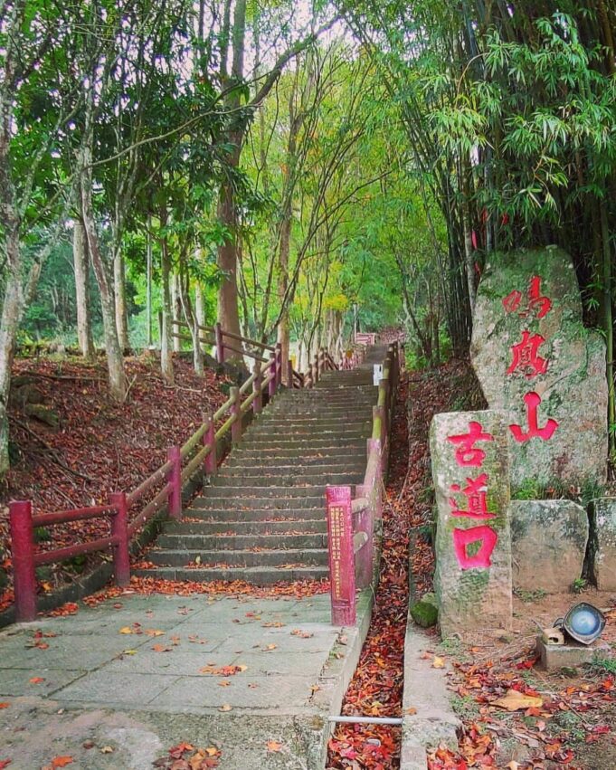 苗栗油桐花 鳴鳳山古道,油桐花,油桐花季,全台油桐花,油桐花景點,北部油桐花,中部油桐花,苗栗油桐花,南部油桐花,東部油桐花,台北油桐花,桃園油桐花,新竹油桐花,南投油桐花,嘉義油桐花,台中油桐花,彰化油桐花,雲林油桐花,台南油桐花,台東油桐花,花蓮油桐花,宜蘭油桐花,苗栗油桐花,苗栗桐花,頭份油桐花,三灣油桐花,南庄油桐花,造橋油桐花,頭屋油桐花,獅潭油桐花,公館油桐花,三義油桐花,銅鑼油桐花