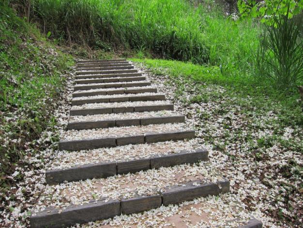 苗栗油桐花 鹿廚坑步道1,油桐花,油桐花季,全台油桐花,油桐花景點,北部油桐花,中部油桐花,苗栗油桐花,南部油桐花,東部油桐花,台北油桐花,桃園油桐花,新竹油桐花,南投油桐花,嘉義油桐花,台中油桐花,彰化油桐花,雲林油桐花,台南油桐花,台東油桐花,花蓮油桐花,宜蘭油桐花,苗栗油桐花,苗栗桐花,頭份油桐花,三灣油桐花,南庄油桐花,造橋油桐花,頭屋油桐花,獅潭油桐花,公館油桐花,三義油桐花,銅鑼油桐花