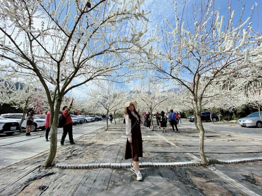 玉山溫泉軸│草坪頭玉山觀光茶園