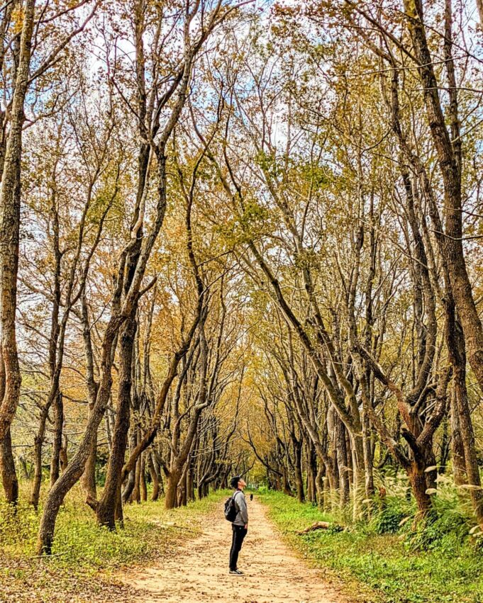 苗栗景點楓林隧道