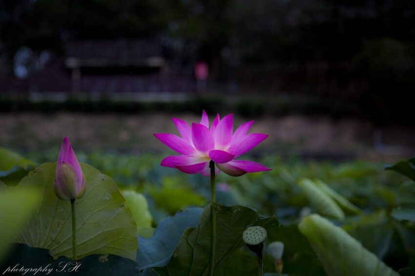 蓮花,荷花,白河,白河蓮花,白河蓮花季,薑荷花,蓮花荷花,蓮花圖,白河蓮花公園,荷花葉,白河蓮花,白河蓮花公園,台南白河蓮花季,薑荷花種植,蓮花荷花差別,白河大王蓮,台南白河蓮花,睡蓮荷花,蓮花盆栽種植,白河大王蓮時間,荷花蓮花睡蓮,荷花蘭,蓮花美圖,蓮花芙蓉,荷花睡蓮,荷花葉子,白河賞花,白河蓮花公園相片,蓮花與荷花的差別,荷花兰,白河景點蓮花,荷花,白河蓮花季,白河荷花,白河蓮花季一日遊,薑荷,蓮花荷花睡蓮分別,白河蓮花節,荷花薔薇