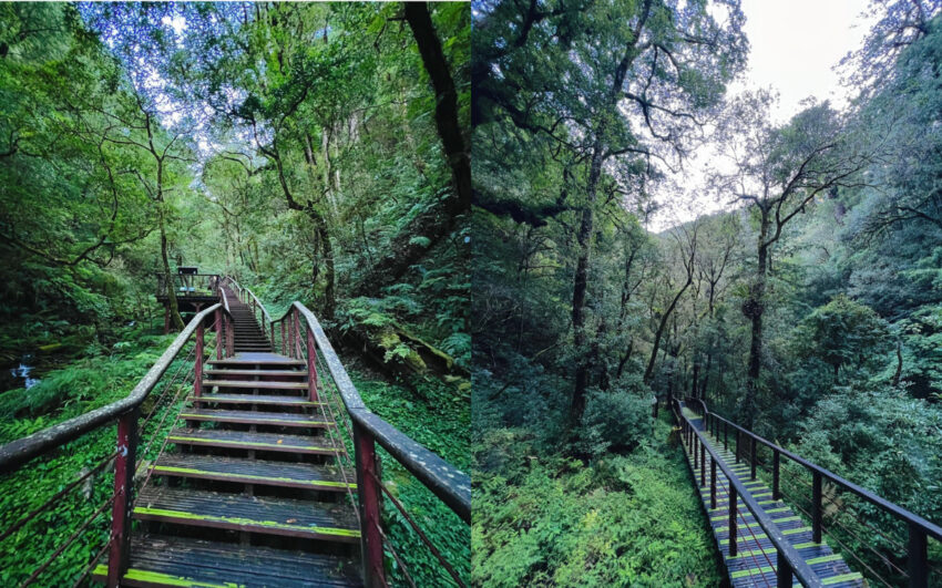 拉拉山國家森林遊樂區開園囉，100元逛整天，期間限定半價優惠門票這裡買！行程交通推薦懶人包